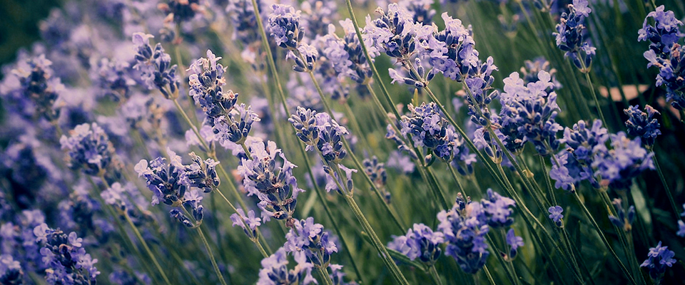 虚拟号码手机号发送平台